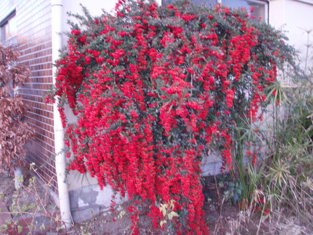 c0094645_2164860.jpg