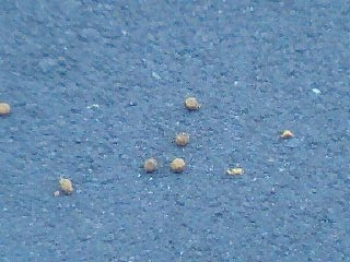 c0123890_227418.jpg