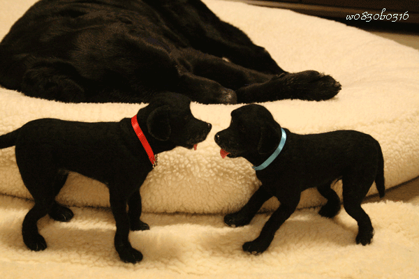 c0149893_305586.gif