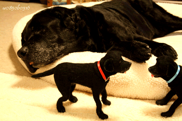 c0149893_315853.gif