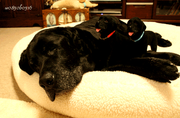 c0149893_3164770.gif