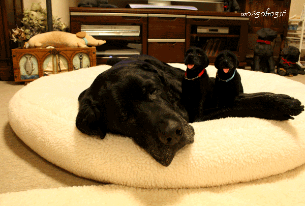 c0149893_3235639.gif