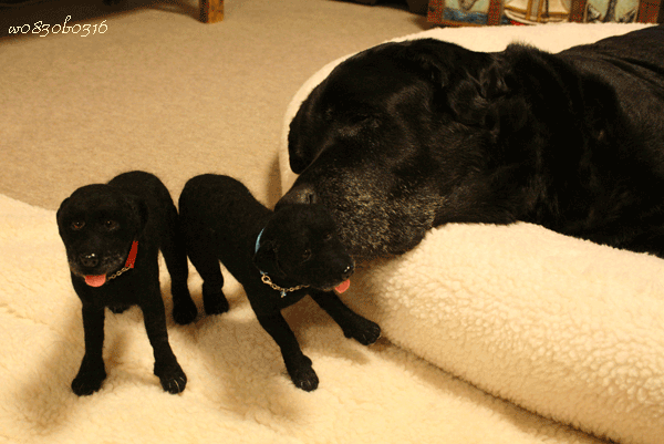 c0149893_3343780.gif