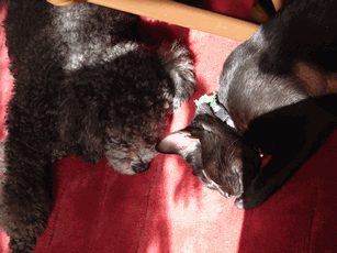 c0136736_222633.gif