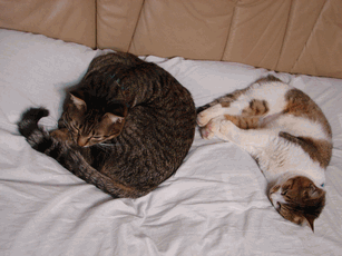 c0136736_2252649.gif