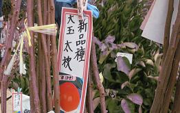 e0120156_1629513.jpg