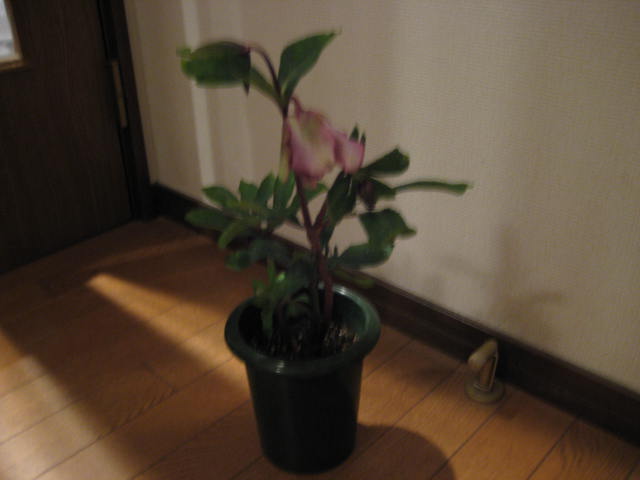 e0116960_2334727.jpg
