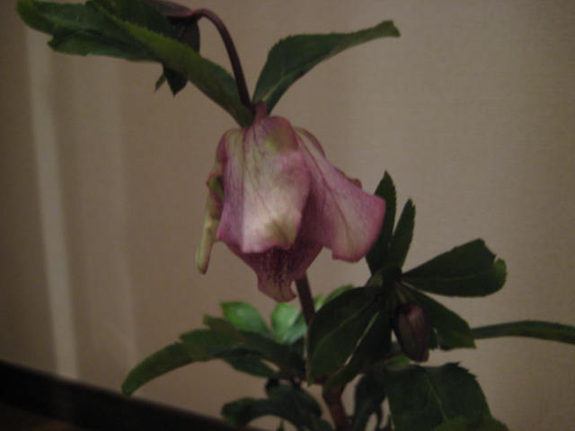 e0116960_23354042.jpg