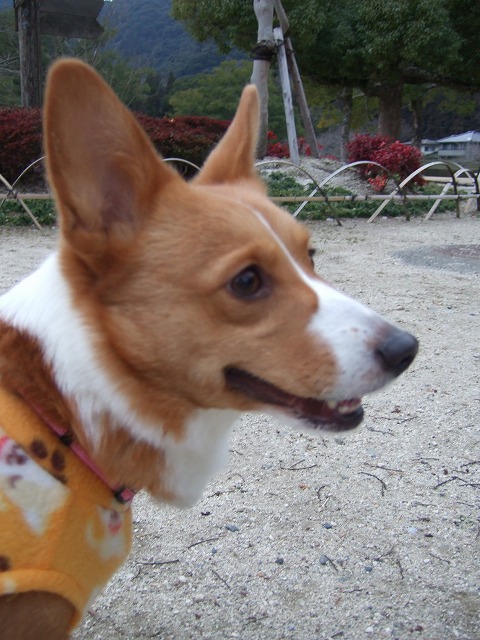 c0127617_111150100.jpg