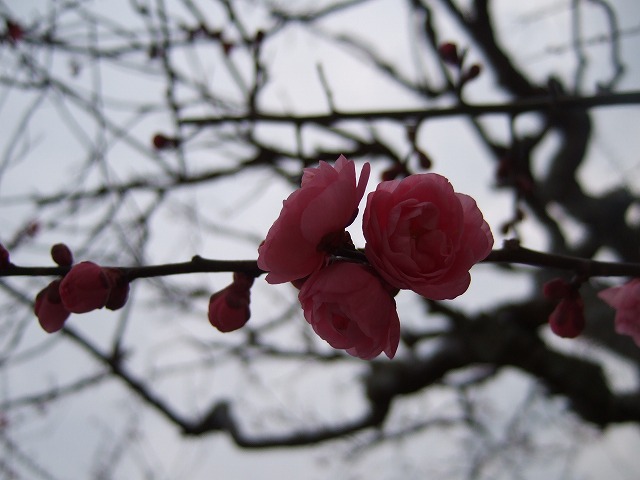 c0127617_11144889.jpg