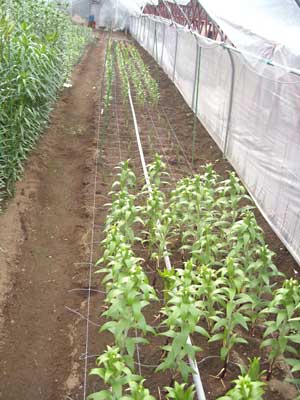 e0097770_0263422.jpg