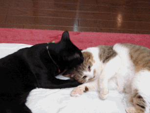 c0136736_21125087.gif