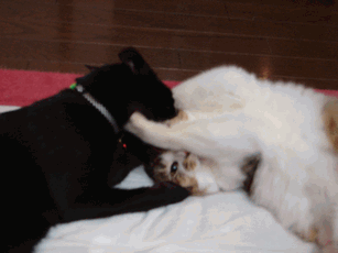 c0136736_21195760.gif