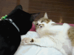 c0136736_2121762.gif