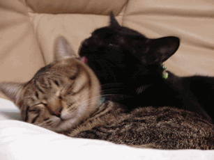 c0136736_2135218.gif