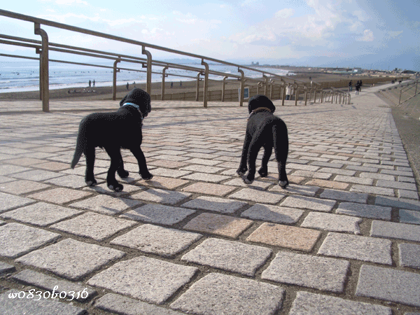 c0149893_1643895.gif