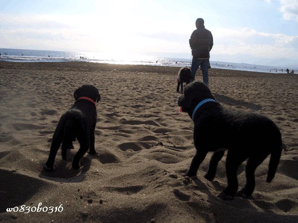 c0149893_1648222.gif