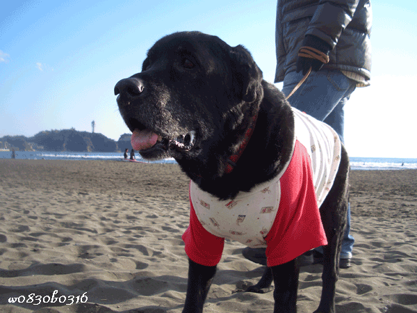 c0149893_16493385.gif