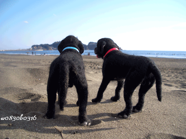 c0149893_165128.gif