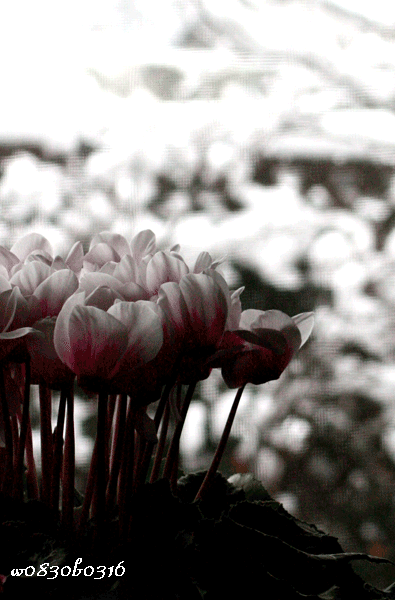 c0149893_1657235.gif