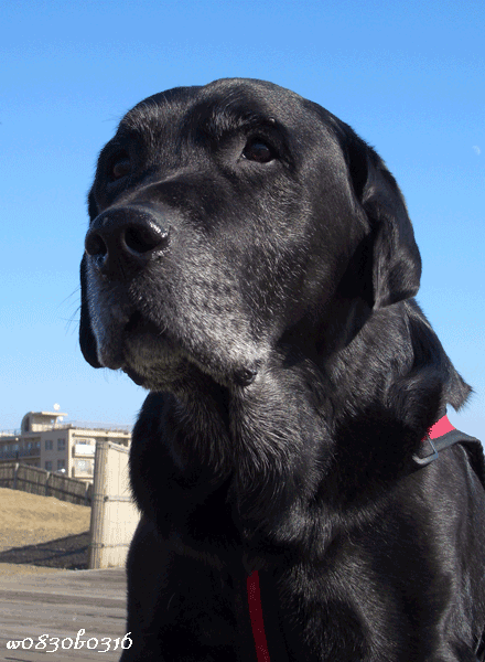 c0149893_172644.gif