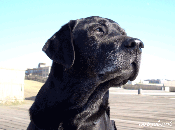 c0149893_1732025.gif