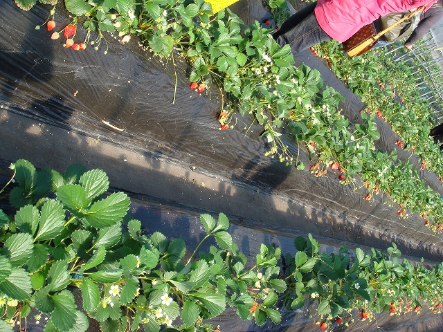 a0046339_14445266.jpg
