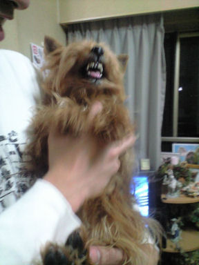 怒るデニー"