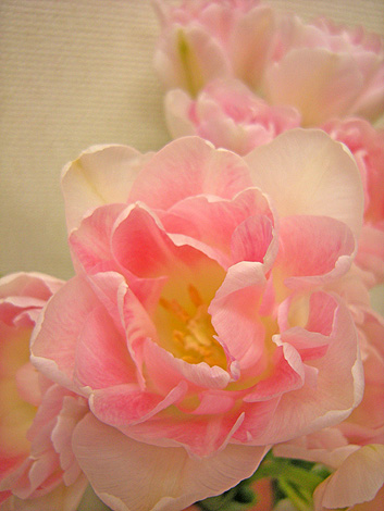 a0001354_20344552.jpg