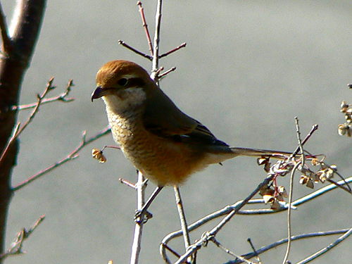 d0091754_2315538.jpg