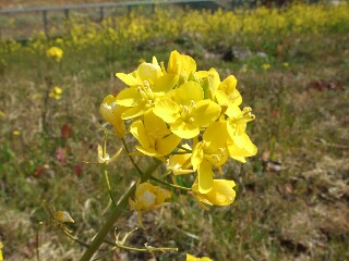 c0140086_14322673.jpg