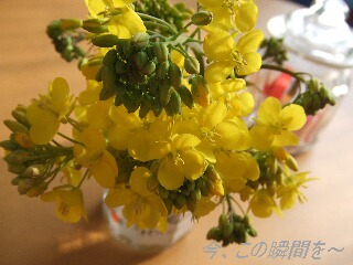 c0140086_16255267.jpg