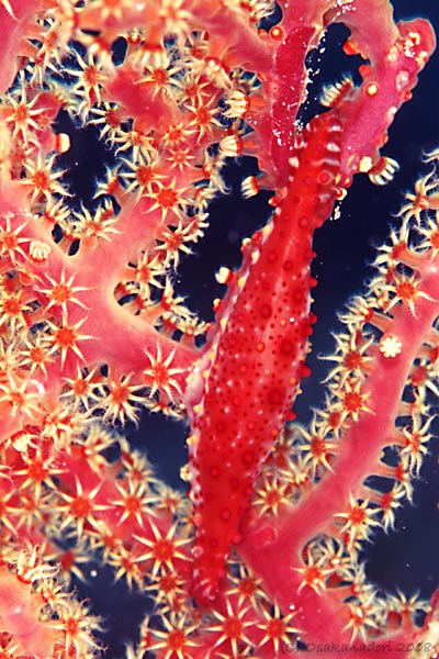 c0064907_1493164.jpg