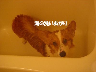 c0153410_11382751.jpg