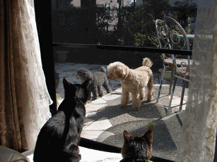 c0136736_2052381.gif