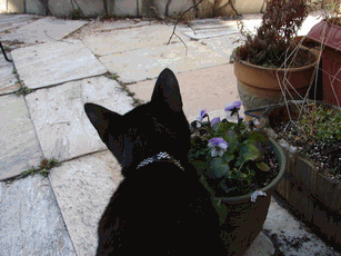 c0136736_20534358.gif