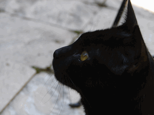 c0136736_20561183.gif