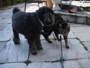 c0136736_20591568.gif