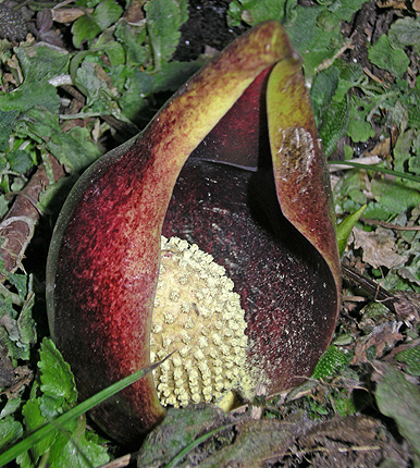 a0001354_19194034.jpg