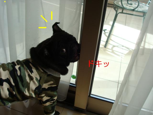 e0134873_1325132.jpg