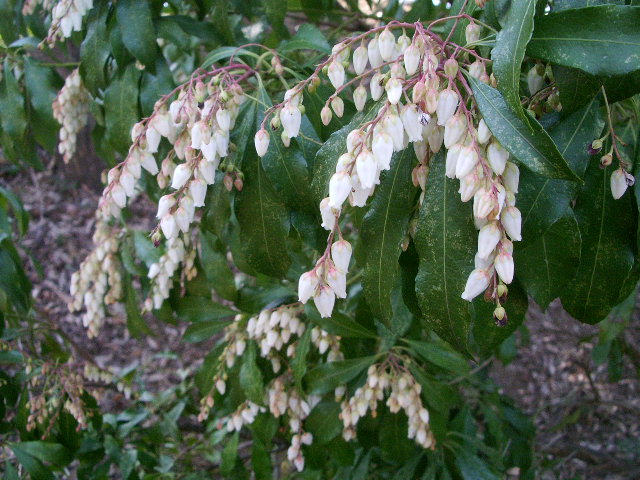 e0025300_15583592.jpg