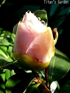 b0099813_8381349.jpg