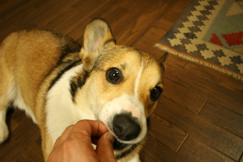 e0071225_3433493.jpg