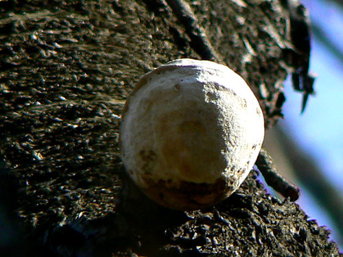 d0091754_2334384.jpg