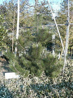 e0006772_21553789.jpg