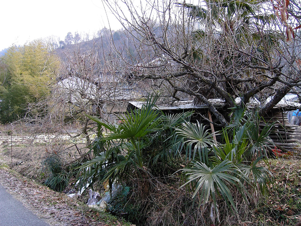 e0129805_15462753.jpg