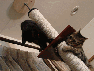 c0136736_21464364.gif