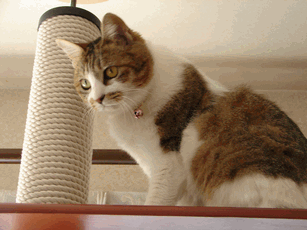 c0136736_21552777.gif