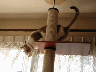 c0136736_21562215.gif