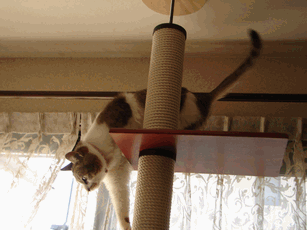 c0136736_21572379.gif